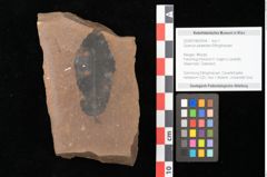 Foto (Objekt + Etikett) von Quercus mediterranea, Unger (NHMW-GEO-2024-0188-0934)